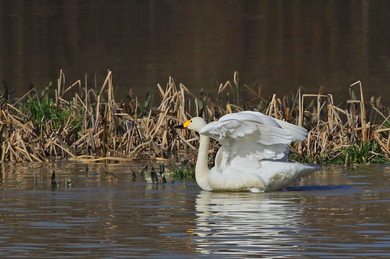 Tundra Swan